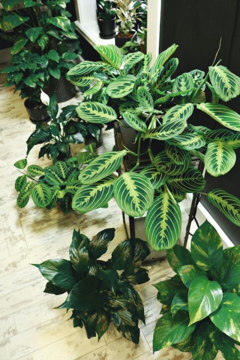 Potted indoor plants for air purification.