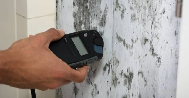 Close-up photo of a hand testing the wetness of a moldy wall.