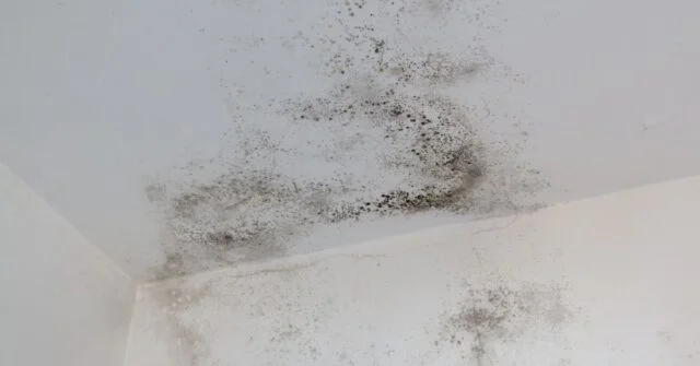 White moldy bathroom ceiling.