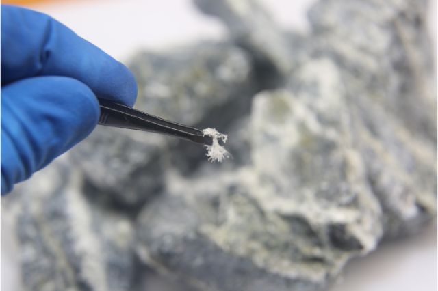 Piece of chrysotile asbestos fiber in tweezers